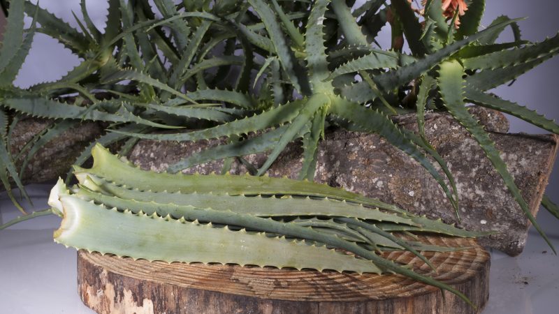 Ricetta di Aloe Arborescens di Padre Romano Zago: come prepararla