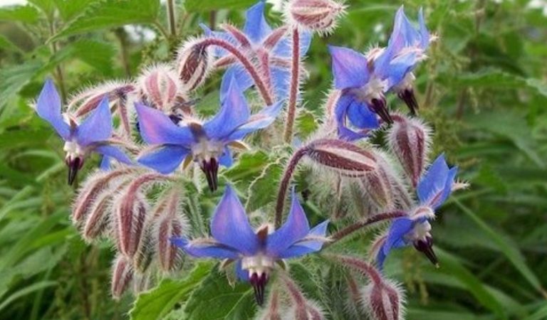 Borago Officinalis