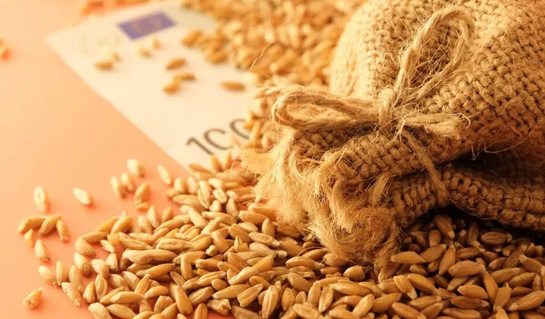 Allarme carestia, il rischio è reale! Cosa si nasconde dietro la crisi del grano?