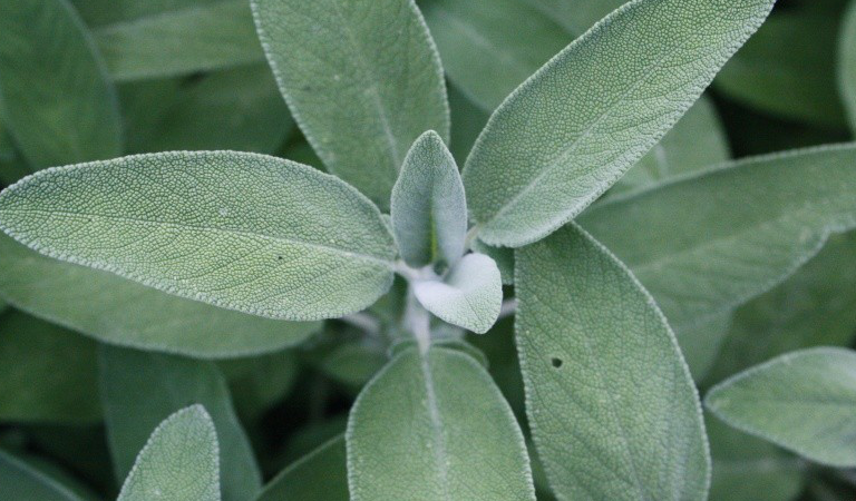 Salvia officinalis, la pianta dalle innumerevoli proprietà